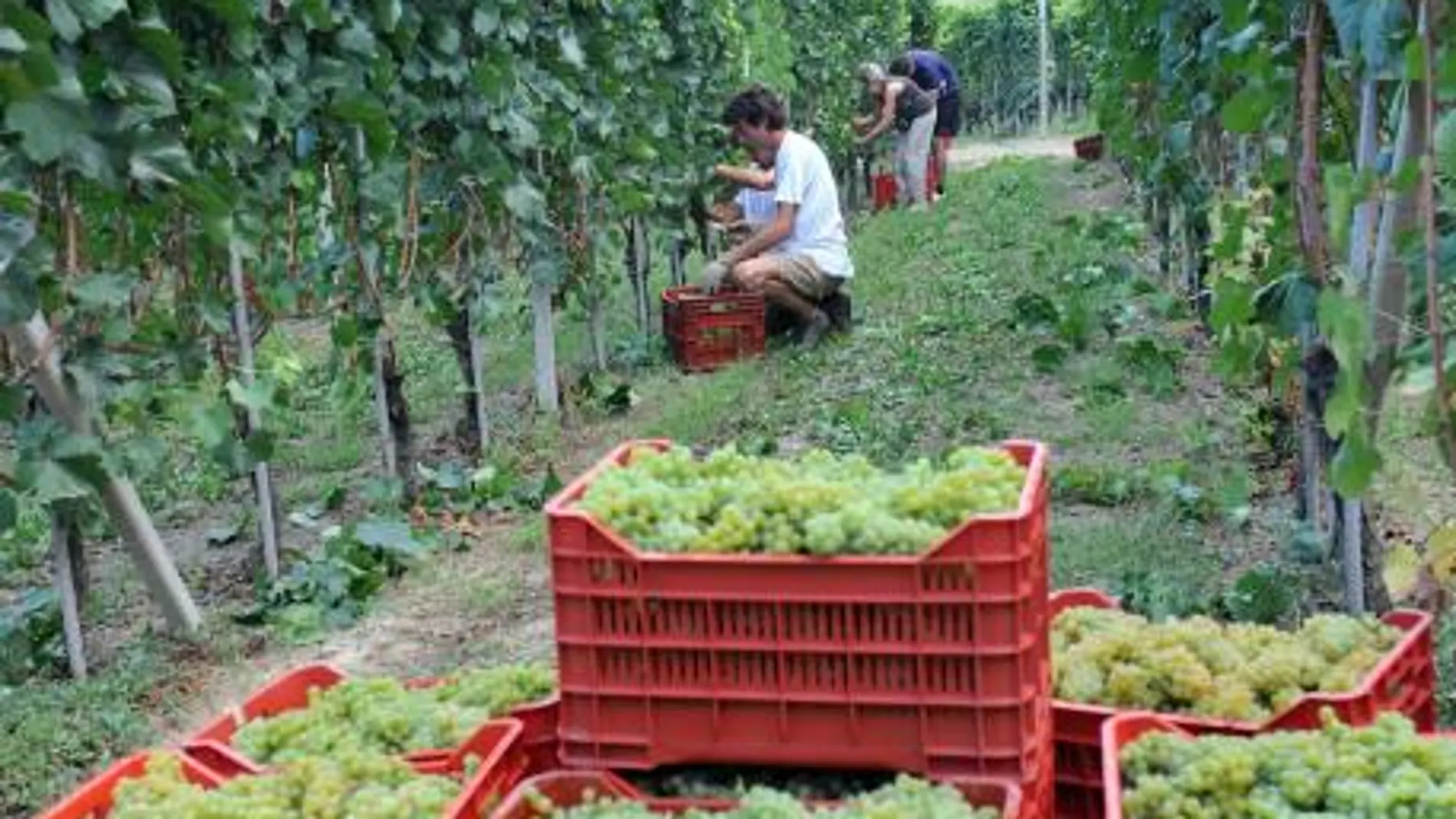 Cava local y uvas a granel para una Nochevieja más «verde»