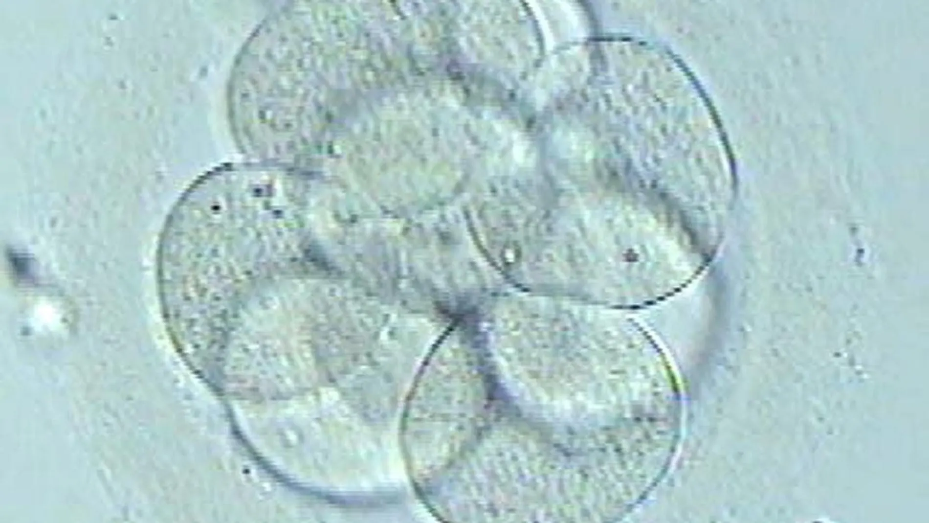 Imagen de un óvulo fecundado