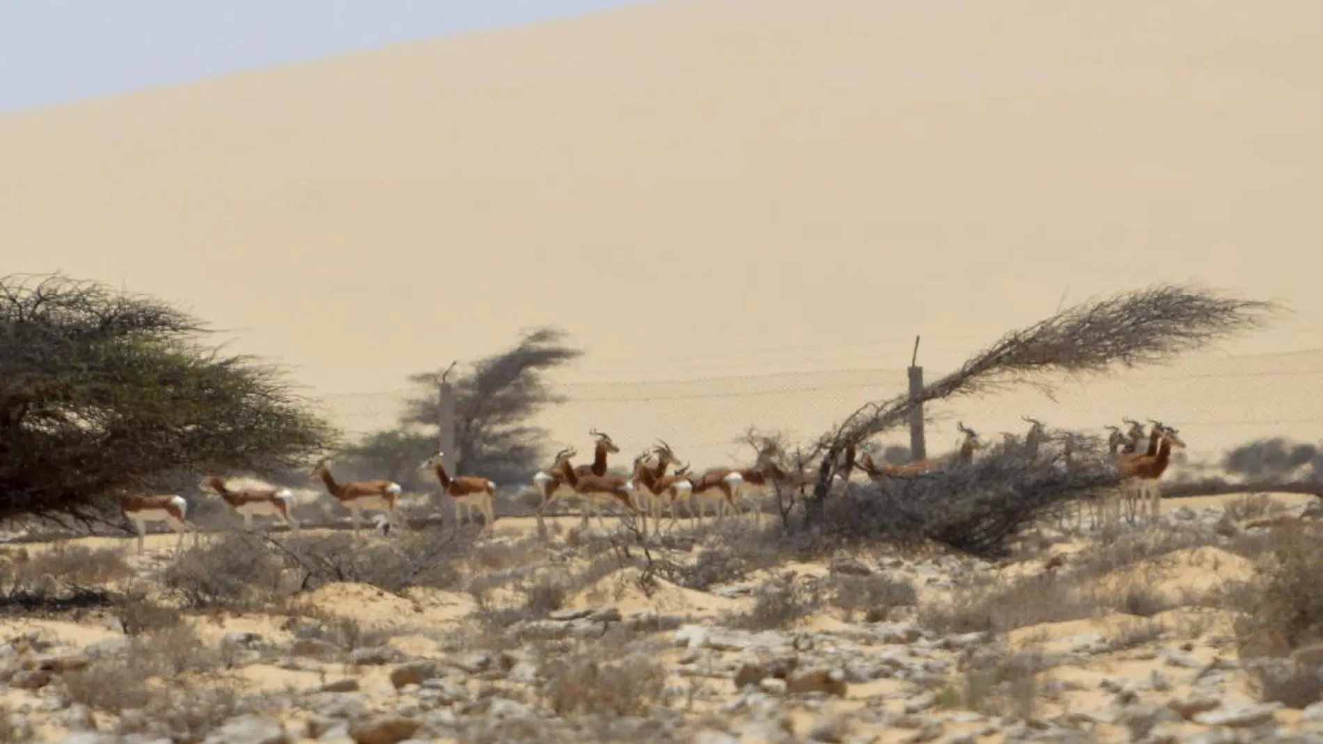 Fotografía facilitada por ecologie.ma, de varias gacelas mohor, que han regresado por fin a su casa, a las llanuras desérticas del sur del Sáhara