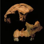 Fragmentos de cráneo de Homo antecessor.