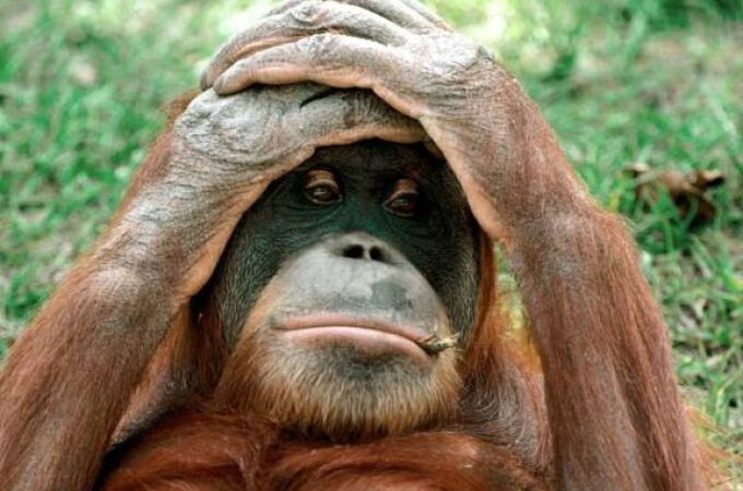 Orangután llevándose las manos a la cabeza viendo esa cosa horrorosa que se ha comprado tu amigo