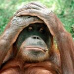 Orangután llevándose las manos a la cabeza viendo esa cosa horrorosa que se ha comprado tu amigo