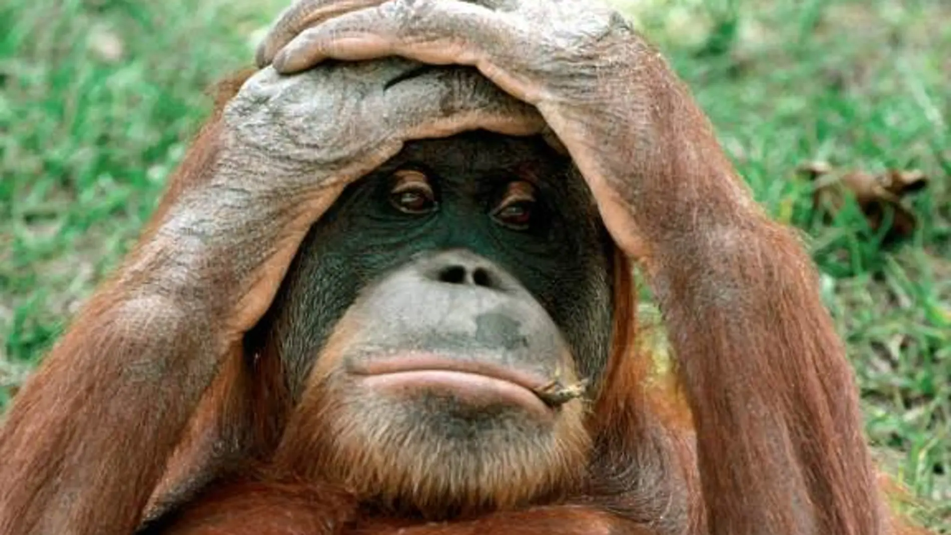 Orangután llevándose las manos a la cabeza viendo esa cosa horrorosa que se ha comprado tu amigo
