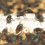  Las larvas de mosca son más rápidas que las lombrices para hacer compost