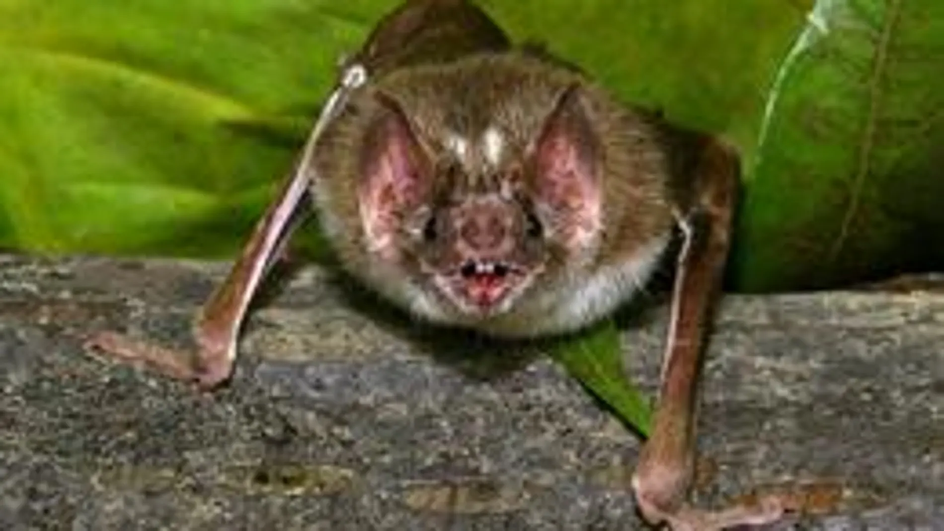 Los murciélagos vampiro tienen unos sensores de infrarrojos para saber dónde morder