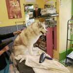 Una mujer seca el pelo a un perro en la peluquería canina que regenta