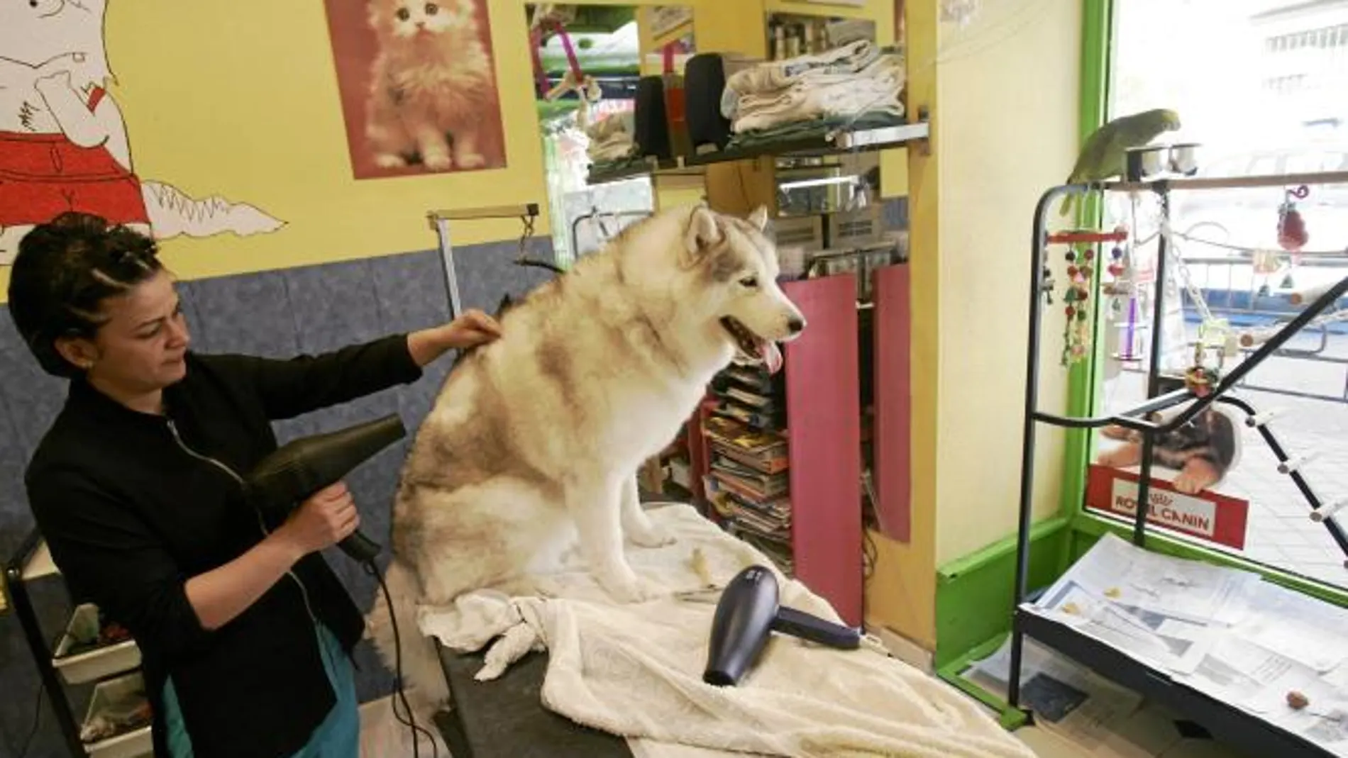 Una mujer seca el pelo a un perro en la peluquería canina que regenta