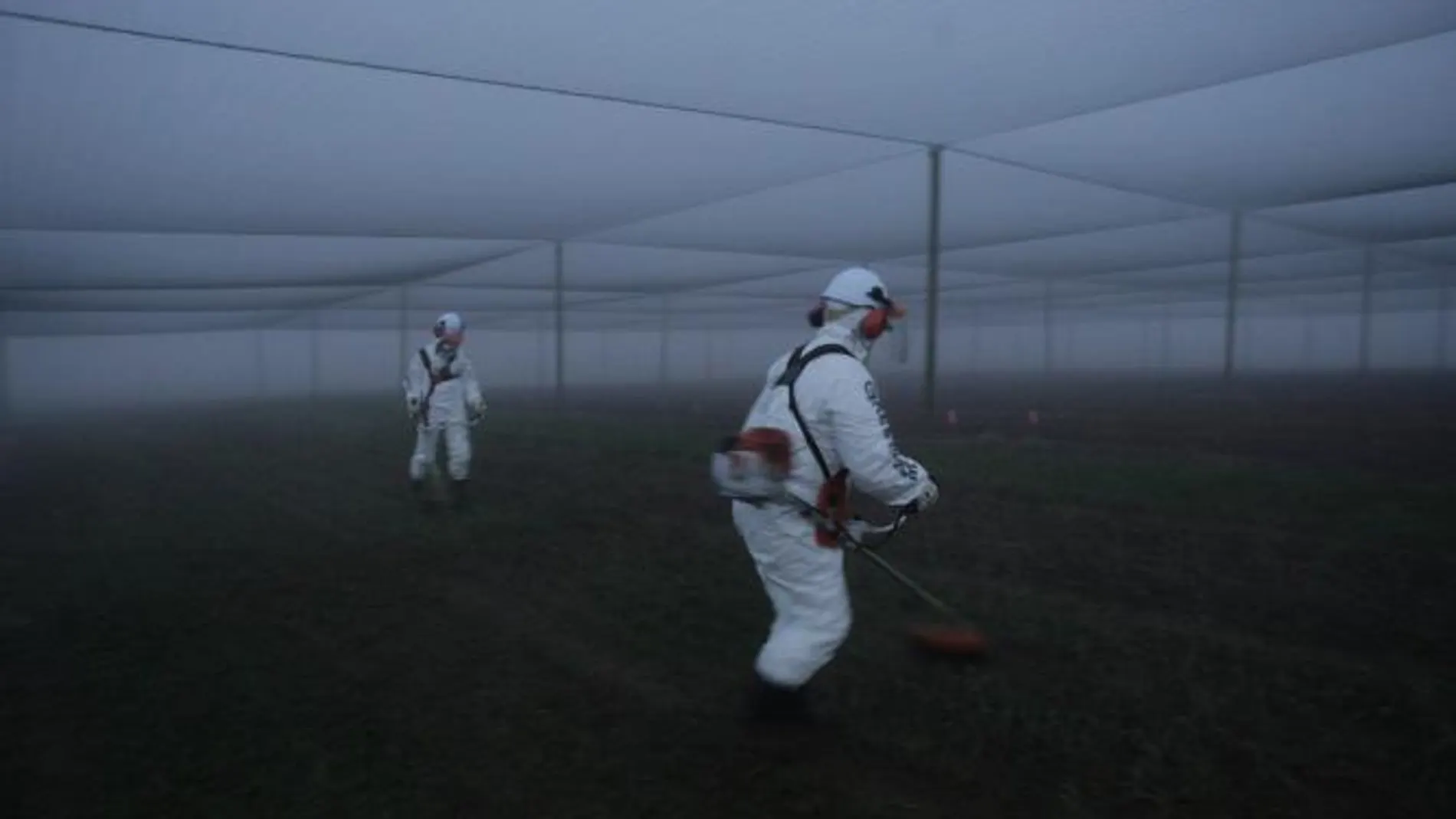 Greenpeace destruye cultivos experimentales de trigo transgénico