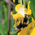 El cambio climático desactiva a las abejas