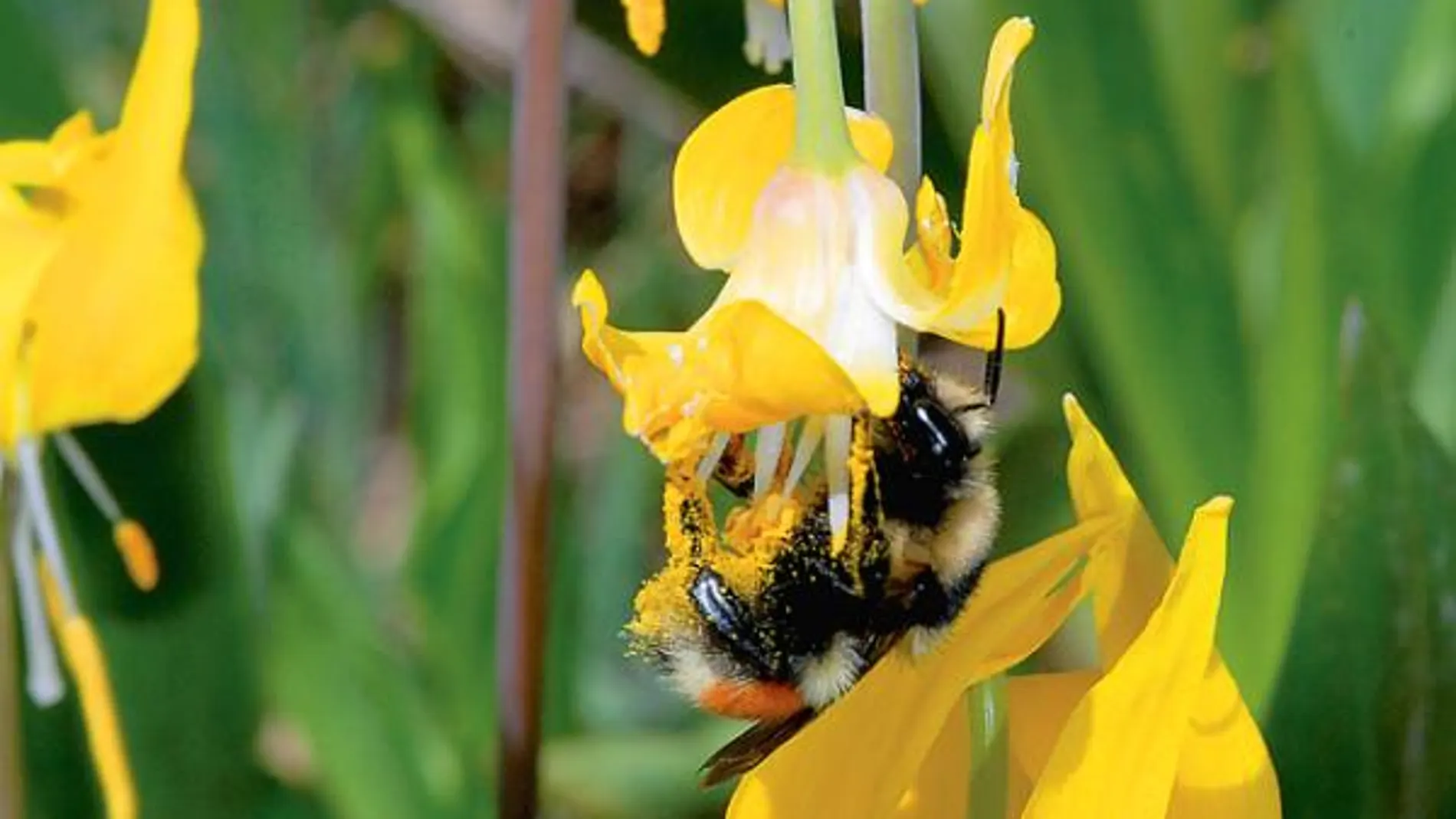 El cambio climático desactiva a las abejas