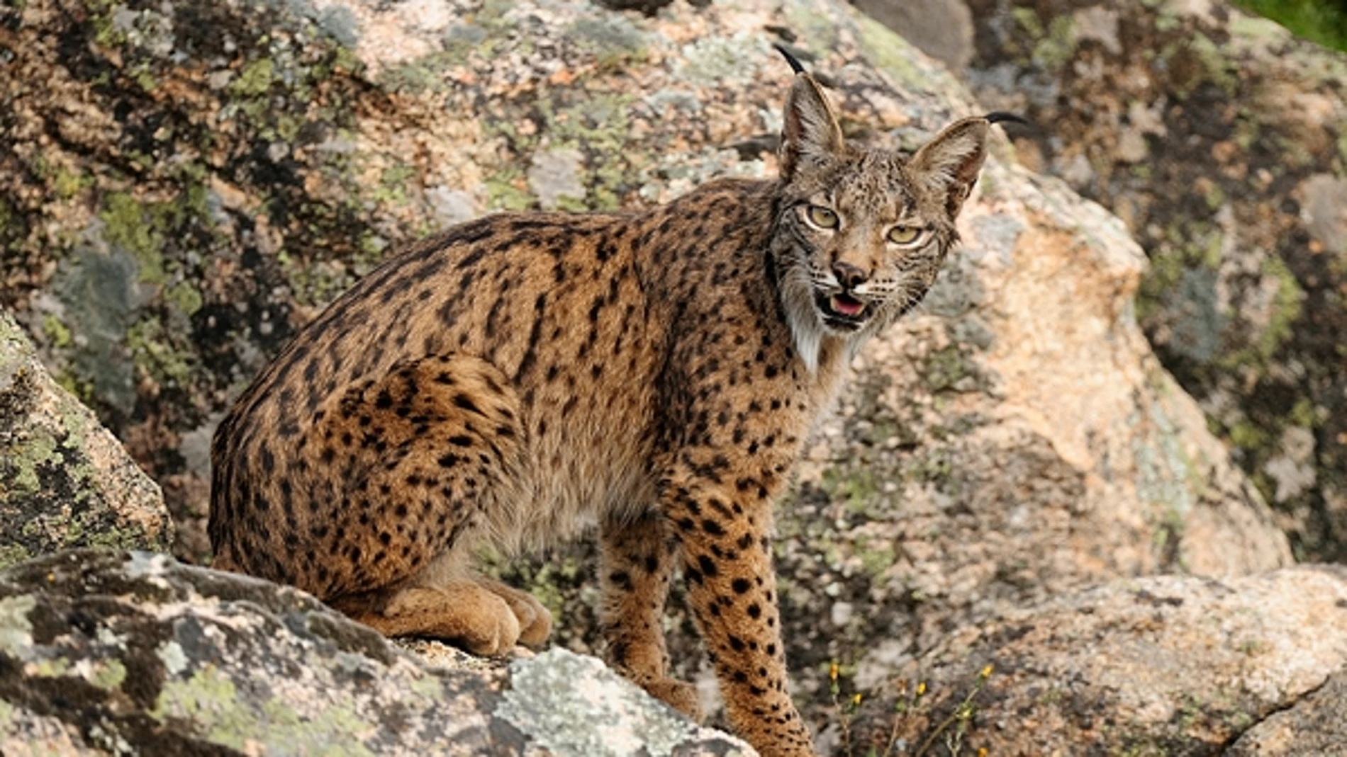 Un ejemplar de lince