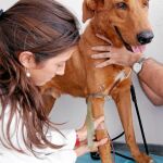 A cambio de donar sangre, las mascotas obtienen beneficios, pues al ser sometidas a exhaustivos controles, se previenen otras patologías