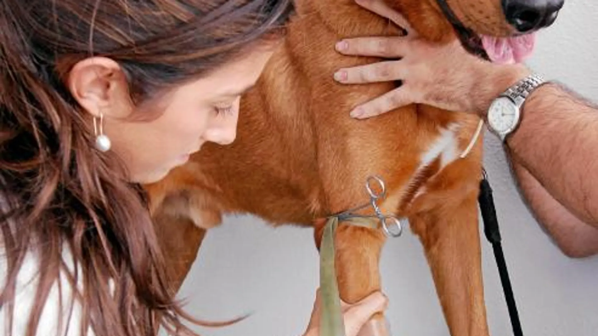 A cambio de donar sangre, las mascotas obtienen beneficios, pues al ser sometidas a exhaustivos controles, se previenen otras patologías