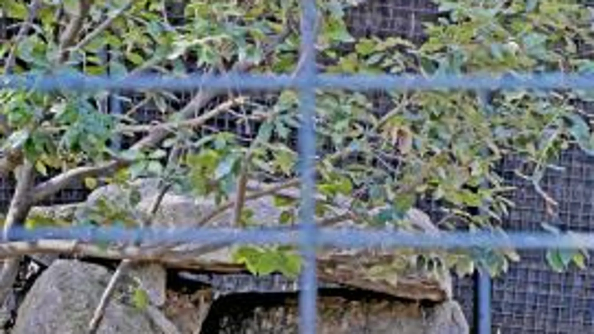 Una de las cinco lobas ibéricas de la camada del Zoo, tras la huída