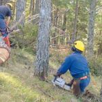 Tratamiento selvícola para recoger biomasa