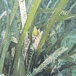 Tabarca: 25 años de paraíso submarino