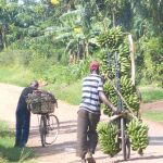 El trasiego de bananas, que se venden en los arcenes, es una constante en las carreteras ugandesas