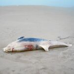 Imagen de uno de los ejemplares aparecidos muertos en las costas valencianas en los últimos días