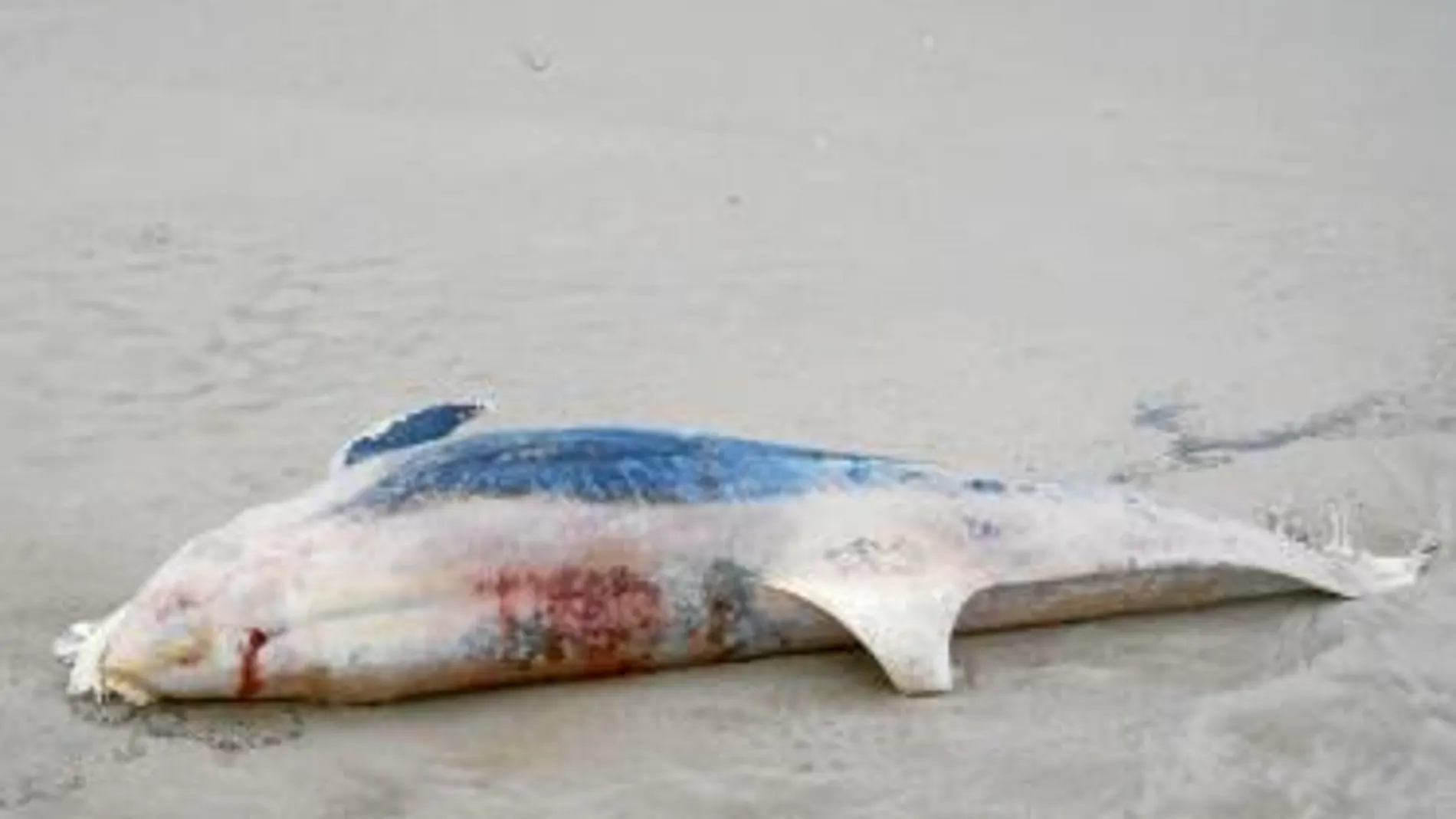 Imagen de uno de los ejemplares aparecidos muertos en las costas valencianas en los últimos días