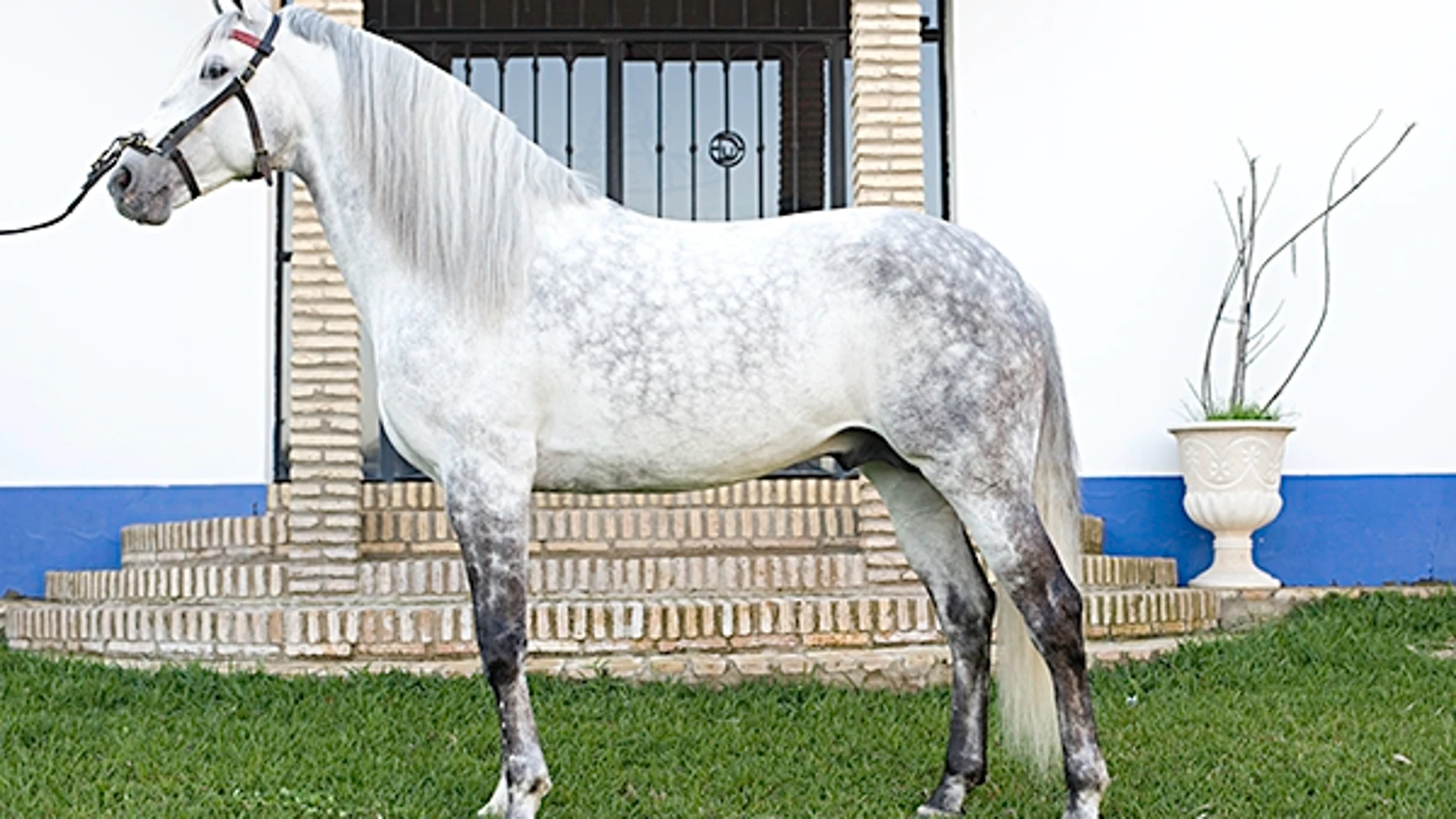 Muere el caballo «Revuelo» del rejoneador Diego Ventura