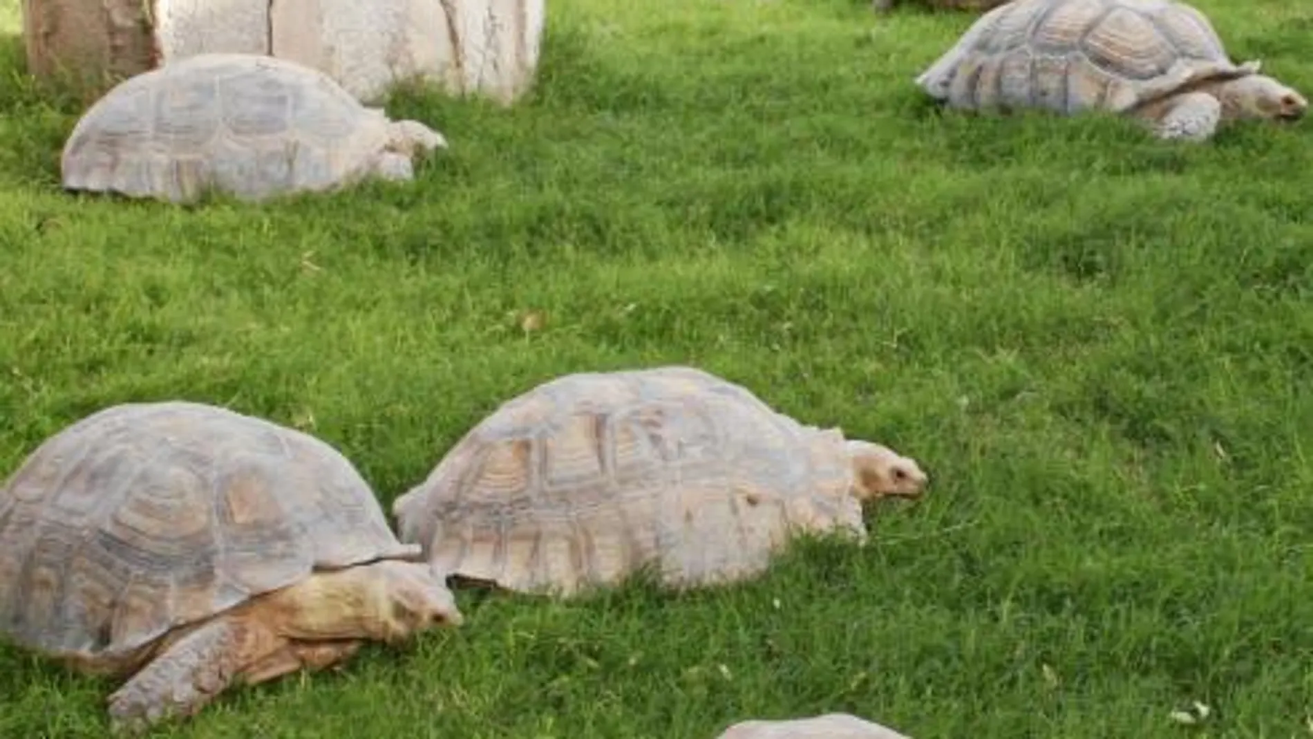 En la capital de Mauritania, Nuakchot, existe una insólita y pequeña reserva de tortugas cuyo objetivo es preservar la especie en extinción mercado de la preciada carne de este reptil.conductor debe tener especial cuidado al emprender un viaje con su masc