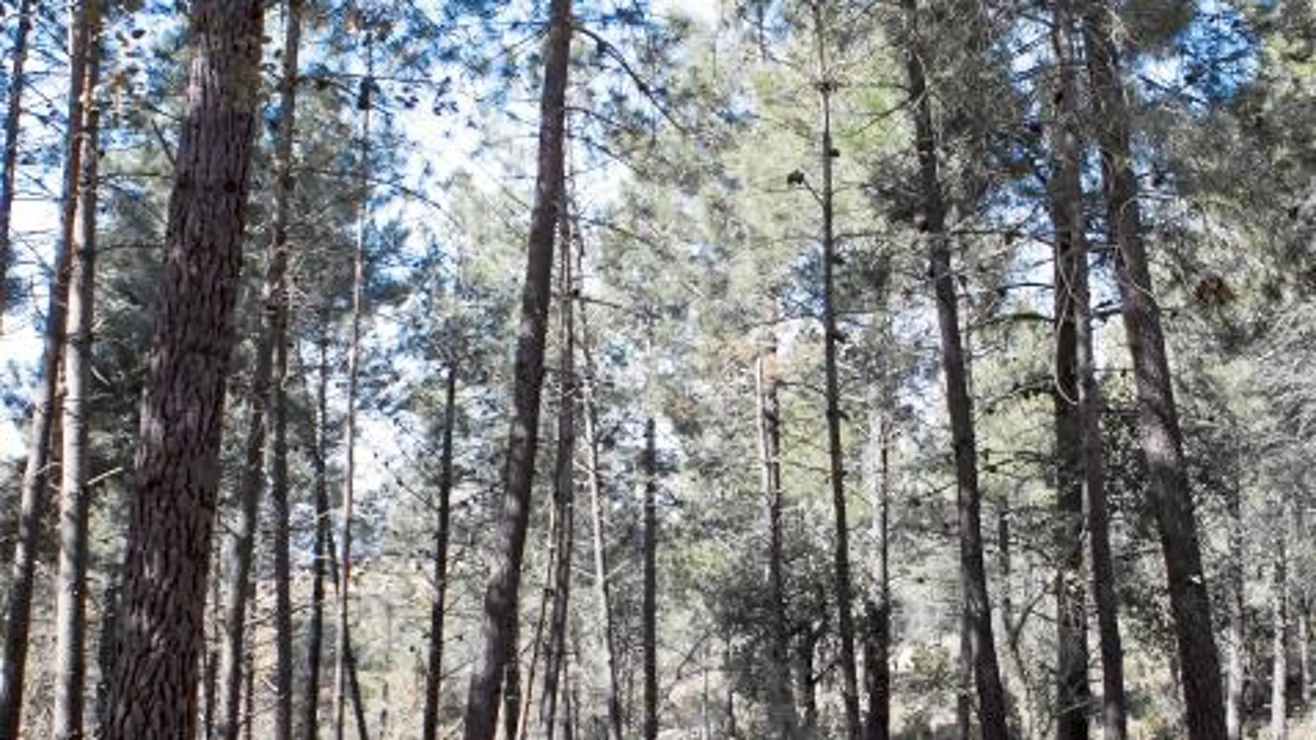 Los bosques una bomba de relojería insostenible