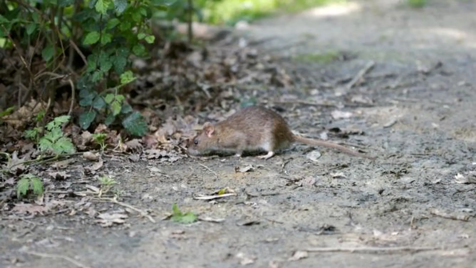 Ingresa por una neumonía y muere por mordeduras de rata en su pene