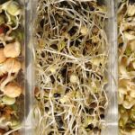 Tres tipos de semillas germinadas