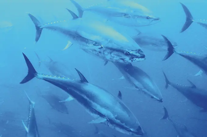¿Por qué los altos niveles de mercurio en el atún no disminuyen desde hace más de 50 años?
