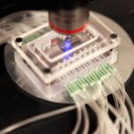 Pamplona, capital europea del I+D en biotecnología