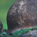 La fauna más extraña convive con miles de soldados y armas