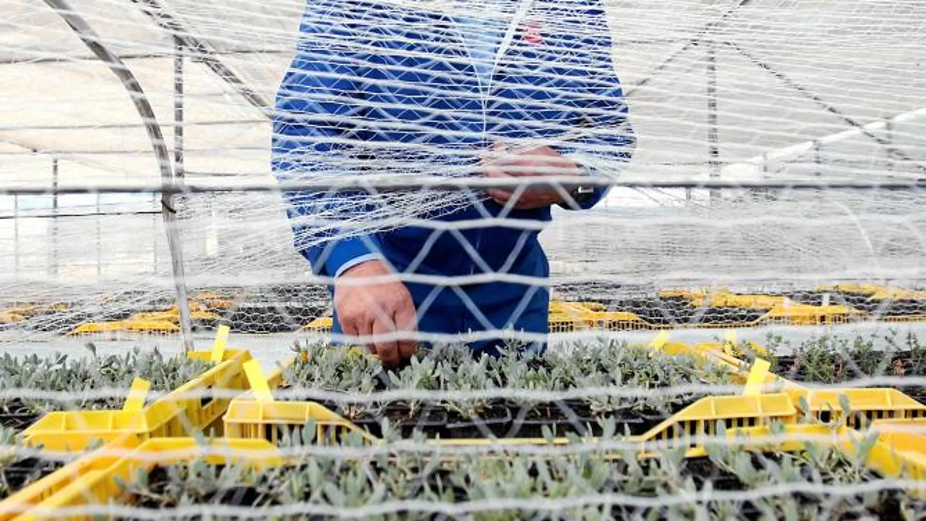 Encantadores de plantas