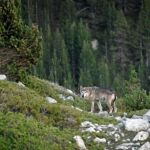 Continúa con plena vigencia el plan de la Junta de aprovechamientos comarcales del lobo en Castilla y León