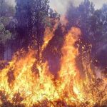 El pinar que ha ardido en el incendio tenía un elevado valor ecológico
