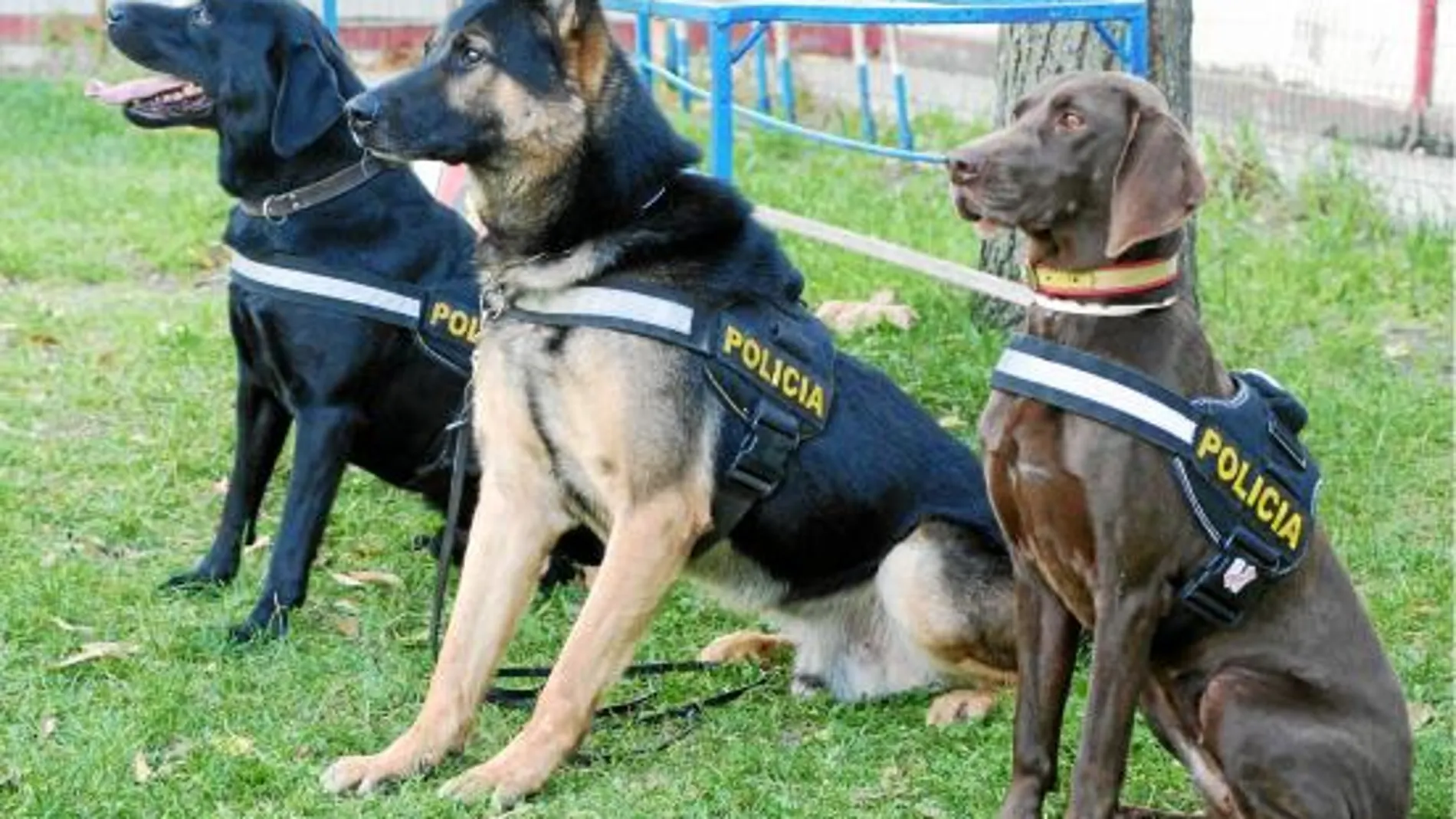 Roco, Bolka y Kira, tres de los más recientes Guías Caninos, especializados en la búsqueda de dinero