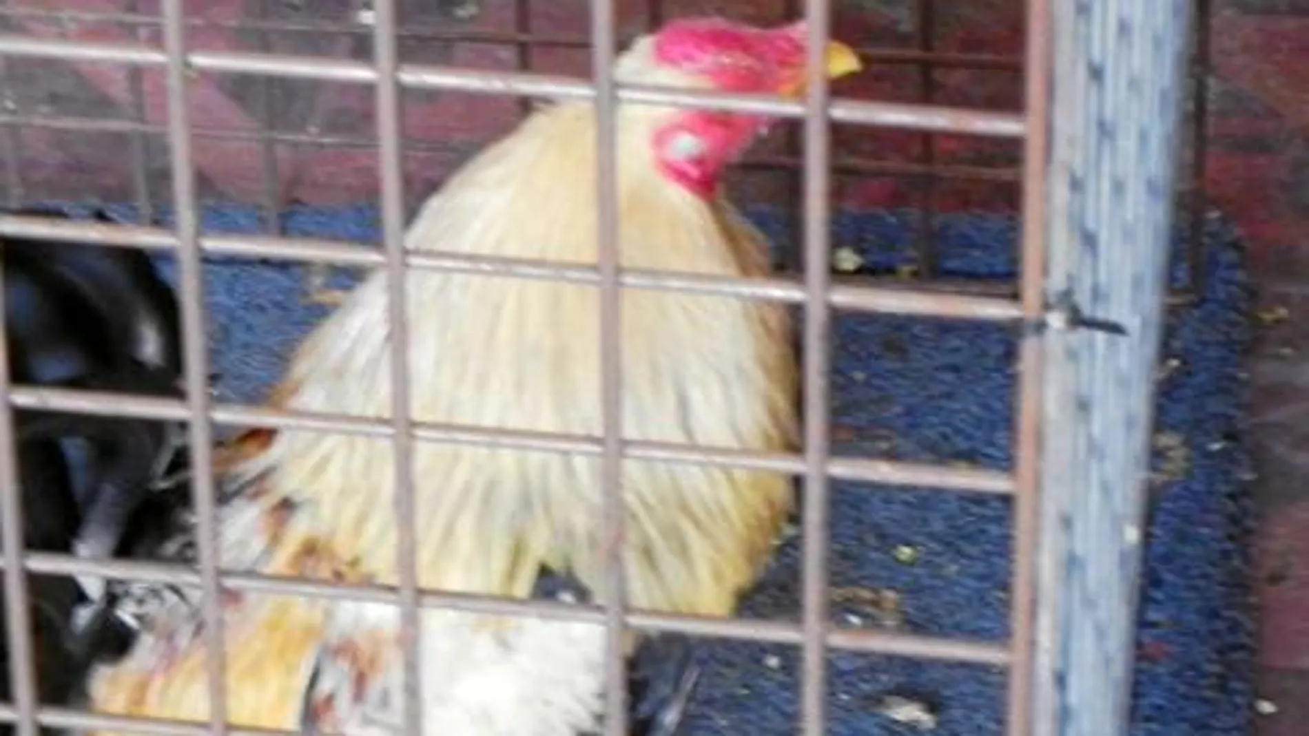 Gallos amputados y drogados para pelear