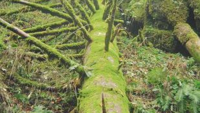 Los bosques, un cheque al portador