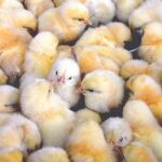 Bioplásticos de plumas de pollo