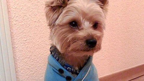 La Razón Solidaria: Chispi, ganador de la semana