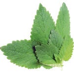 Plantas tóxicas: la moda mortal de mezclar drogas con hierbas narcóticas