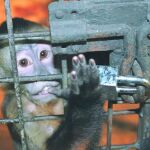 Los animales golpean las rejas de las jaulas para llamar la atención y ser liberados del cautiverio