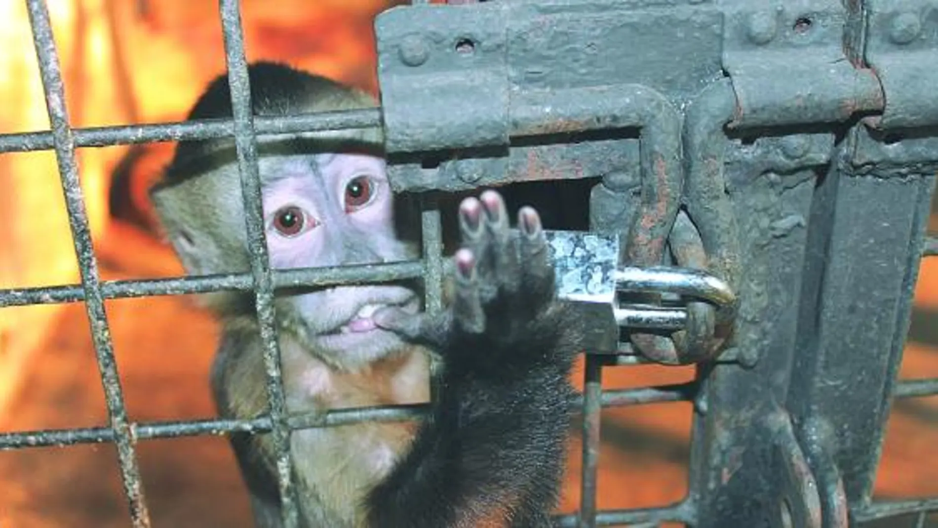 Los animales golpean las rejas de las jaulas para llamar la atención y ser liberados del cautiverio