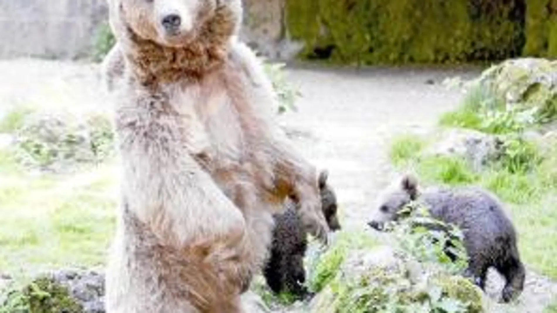 En la Península sobreviven dos poblaciones de oso pardo: una muy reducida en los Pirineos y otra en la cordillera cantábrica