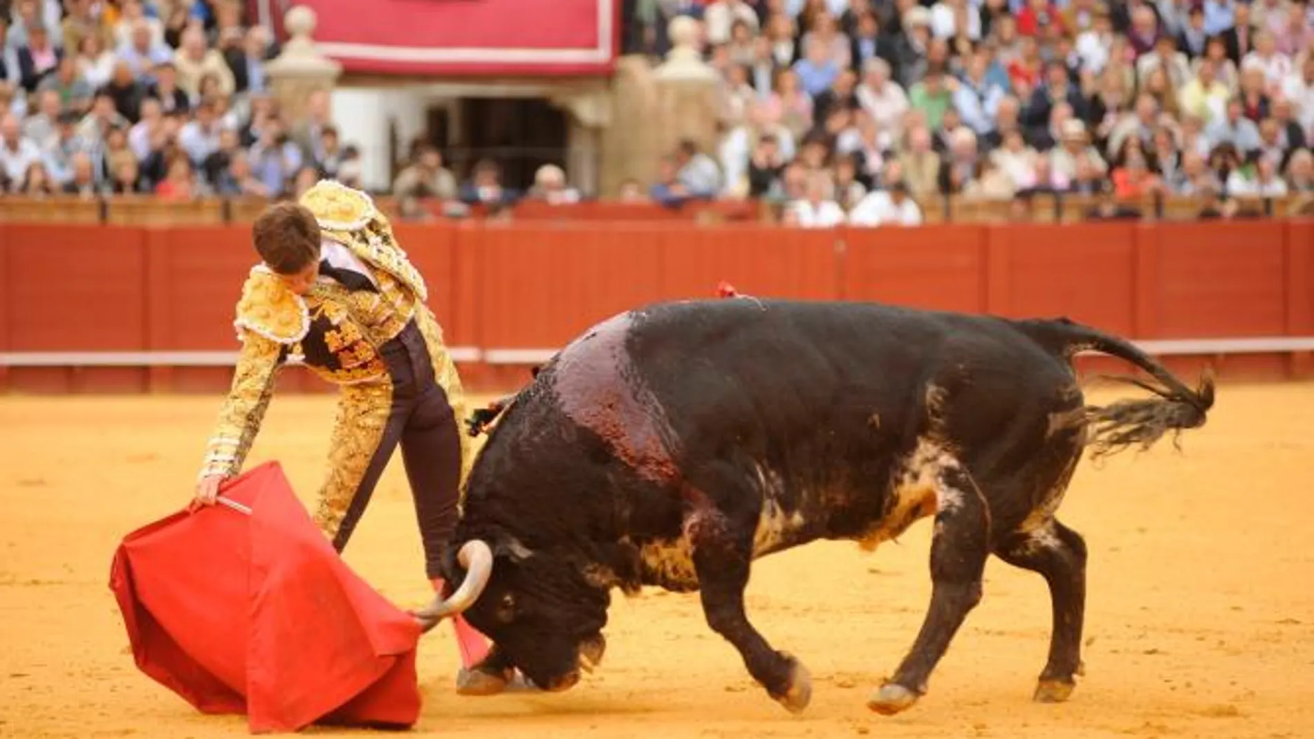 ag_toros_juli_perera_luque_217