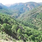 PPCV solicita una limpieza de los montes valencianos más allá de actuaciones puntuales.