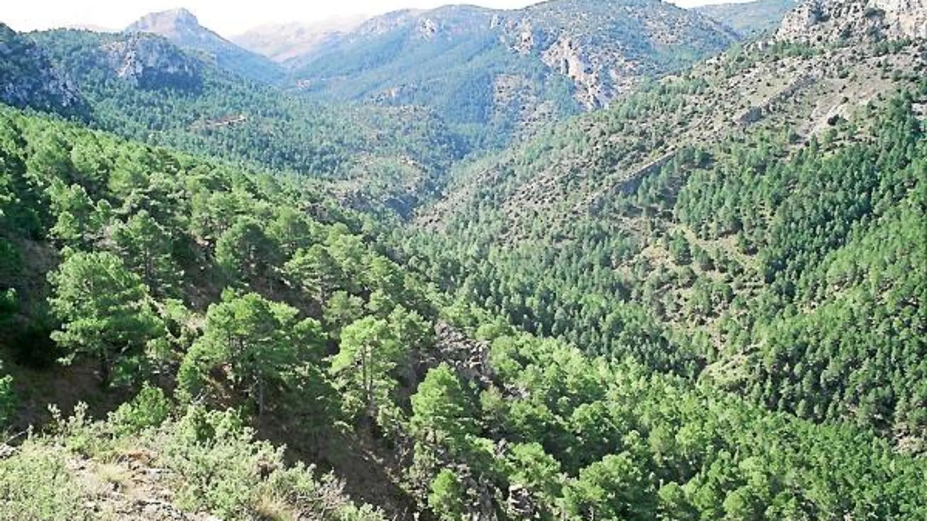 PPCV solicita una limpieza de los montes valencianos más allá de actuaciones puntuales.