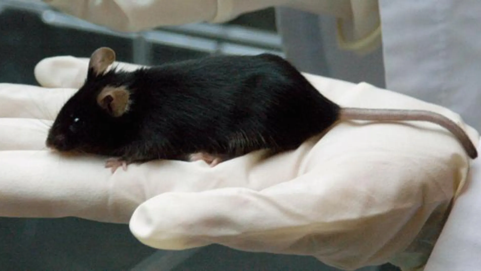Imagen de archivo de un ratón de laboratorio