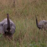 La fauna del país africano es de las más diversas del planeta