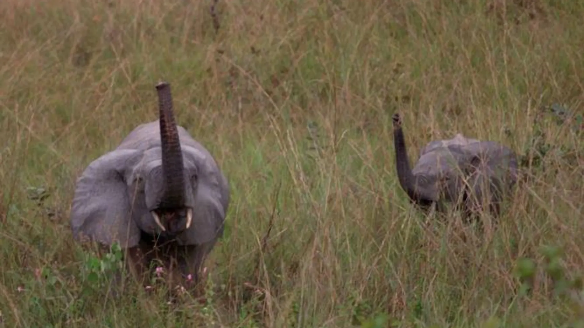 La fauna del país africano es de las más diversas del planeta