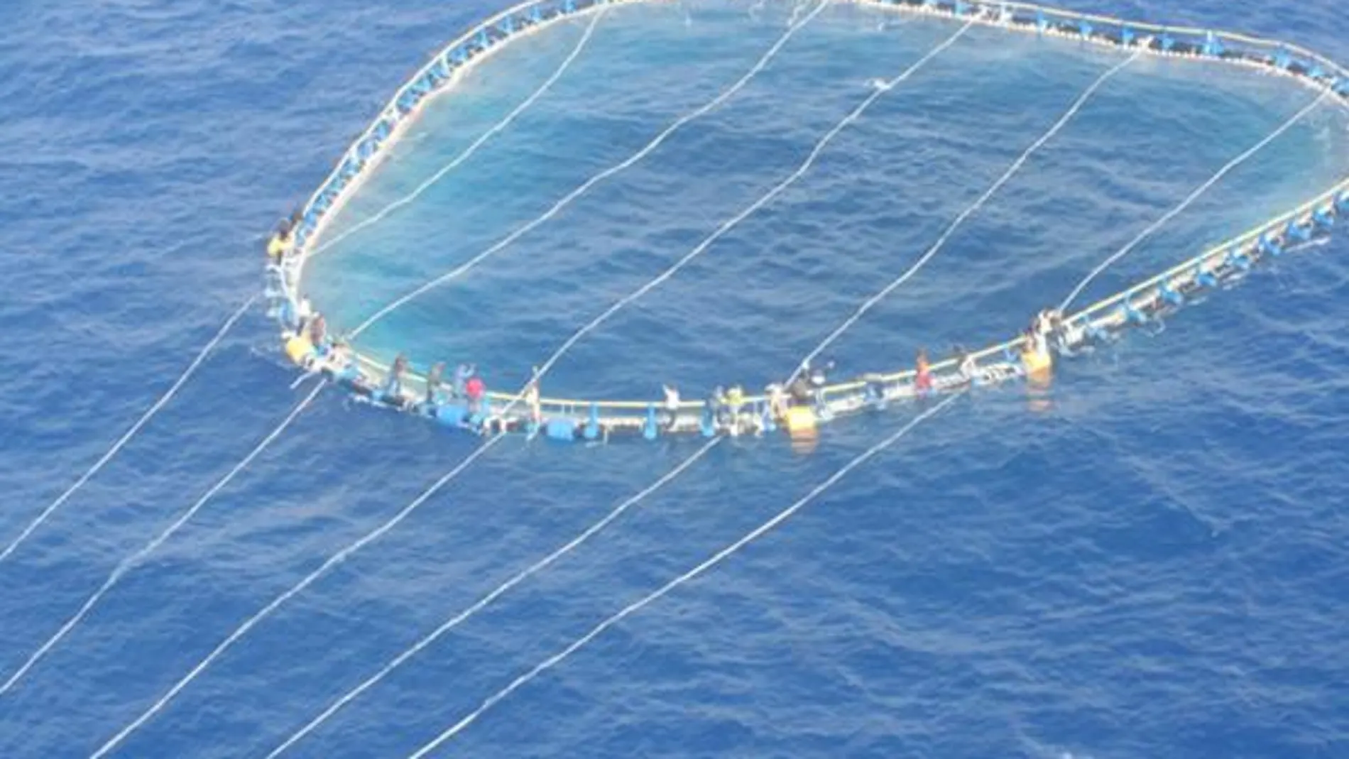 Bruselas veta la pesca del atún rojo